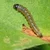Insect Lures For Groundnut Leaf Miner (Aproaerema modicella)(Pack-10 Pcs)